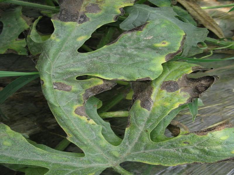 農(nóng)作物病害檢測(cè)儀，為農(nóng)戶提供便利