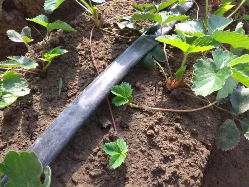 霍爾德土壤水勢(shì)傳感器，是用于灌溉管理的可靠?jī)x器